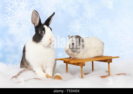 Netherland Dwarf und glatten Haaren Meerschweinchen Stockfoto