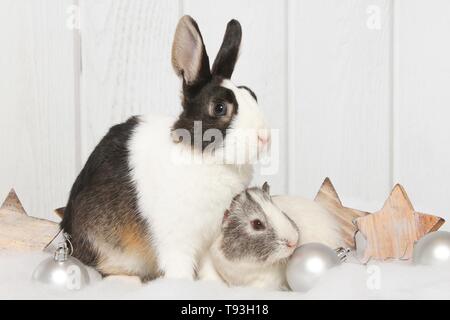 Netherland Dwarf und glatten Haaren Meerschweinchen Stockfoto