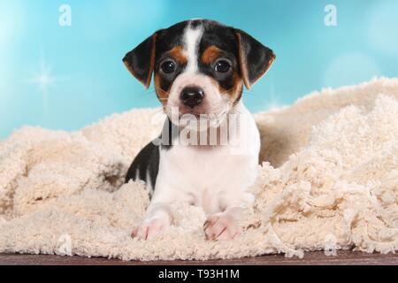 Dansk Svensk Gaardshund Welpen Stockfoto