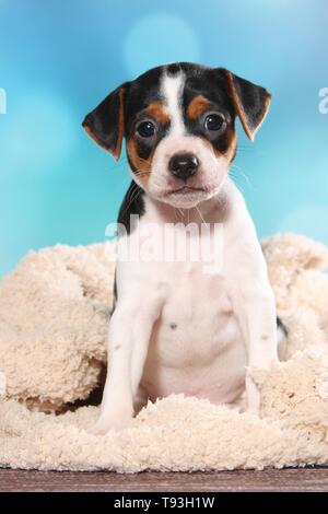 Dansk Svensk Gaardshund Welpen Stockfoto