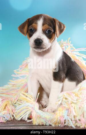 Dansk Svensk Gaardshund Welpen Stockfoto