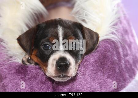 Dansk Svensk Gaardshund Welpen Stockfoto