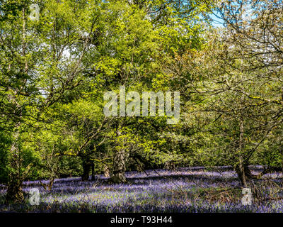 Frühling Freude mit bunten Bluebells in Flakebridge Holz in der Nähe von Appleby in Cumbria Stockfoto