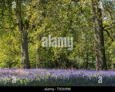 Frühling Freude mit bunten Bluebells in Flakebridge Holz in der Nähe von Appleby in Cumbria Stockfoto