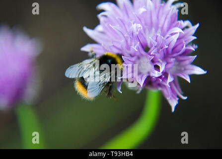 Wilde Biene auf einer Blume lila Schnittlauch Allium schoenoprasum Makro Foto Fotografie ein Knoblauch Pflanze, die Blüte und geben Nektar für Lebensmittel verwendet, es ist essbar Stockfoto