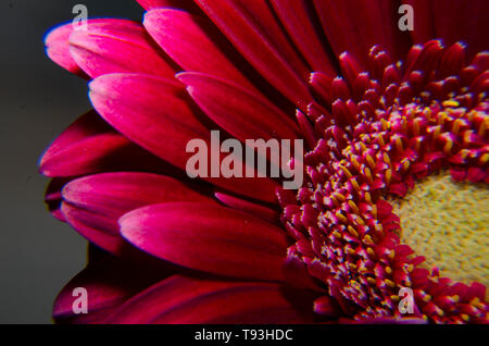 Makro Fotografie Foto tief rot Gerbera isoliert schöne rote Blume Stockfoto