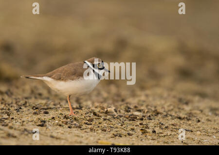 Flussregenpfeifer (Charadrius dubius). Polesien. Die Ukraine Stockfoto