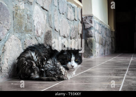 Cat lieing auf der Veranda, im Norden von Argentinien. Stockfoto