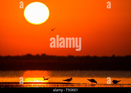 Silhouetten der Vögel bei Sonnenaufgang. Lachmöwe (Chroicocephalus ridibundus). Polesien. Die Ukraine Stockfoto