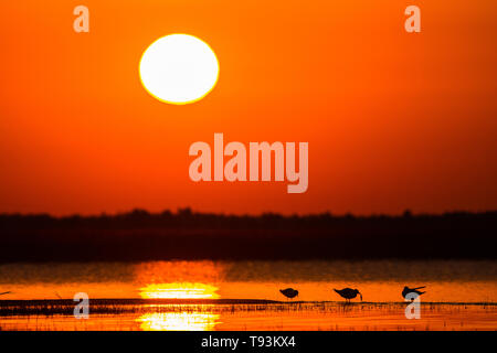 Silhouetten der Vögel bei Sonnenaufgang. Lachmöwe (Chroicocephalus ridibundus). Polesien. Die Ukraine Stockfoto