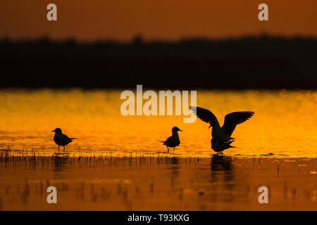 Silhouetten der Vögel bei Sonnenaufgang. Lachmöwe (Chroicocephalus ridibundus). Polesien. Die Ukraine Stockfoto