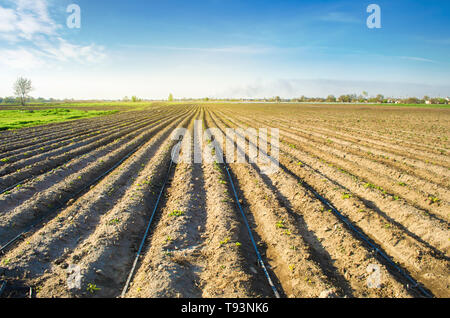 Reihen von jungen Kartoffeln wachsen in das Feld ein. Tröpfchenbewässerung. Landwirtschaft Landschaft. Ländliche Plantagen. Bauernhof Ackerland bewirtschaften. Selektiver Fokus Stockfoto