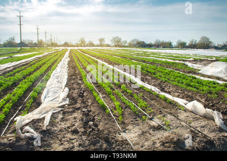 Junge Möhren wachsen in kleinen Gewächshäusern unter Plastikfolie auf dem Feld. Sämlinge. Bio Gemüse Plantagen. Landwirtschaft. Die Landwirtschaft. Selektive Schwerpunkte Stockfoto