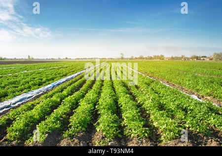 Kartoffel Plantagen wachsen auf dem Feld an einem sonnigen Tag. Wachsende Bio Gemüse auf dem Feld. Pflanzliche Zeilen. Die Landwirtschaft. Landwirtschaft. Selektive Schwerpunkte Stockfoto