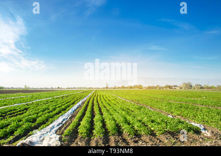 Kartoffel Plantagen wachsen auf dem Feld an einem sonnigen Tag. Wachsende Bio Gemüse auf dem Feld. Pflanzliche Zeilen. Die Landwirtschaft. Landwirtschaft. Selektive Schwerpunkte Stockfoto