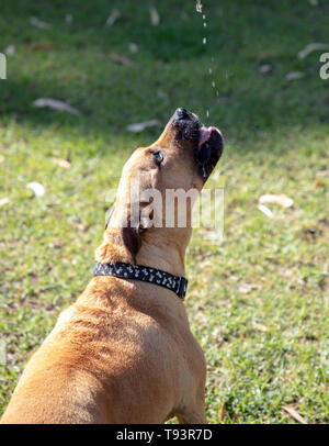 Durstigen braunen Staffordshire Bullterrier und blauen Heeler Hunderasse, fangen ein Rinnsal Wasser an einem sonnigen Nachmittag im Mai Stockfoto