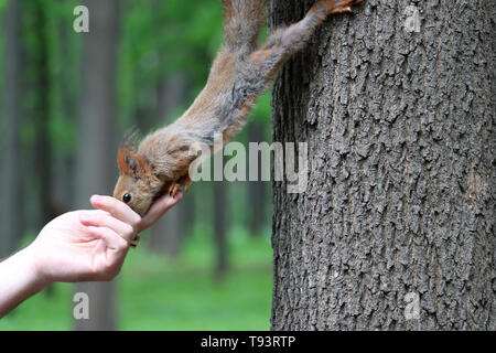 Eichhörnchen nimmt eine Mutter aus einer menschlichen Hand, Vertrauen und Fürsorge. Fütterung wild lebender Tiere in einem Sommer Park, hungriges Eichhörnchen auf dem Baumstamm Stockfoto