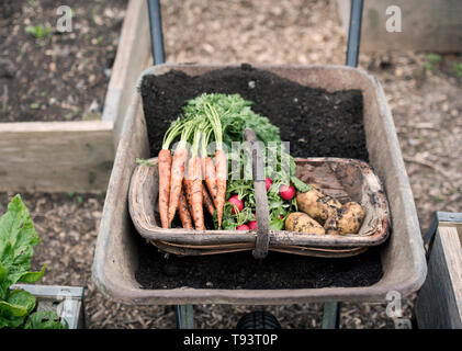 Frisch gepflückte Radieschen, Karotten und Kartoffeln in einer Gemeinschaft Garten in Bristol UK Stockfoto