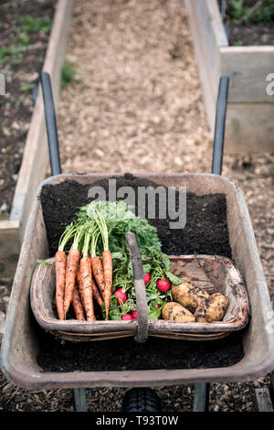 Frisch gepflückte Radieschen, Karotten und Kartoffeln in einer Gemeinschaft Garten in Bristol UK Stockfoto