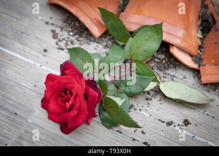 Gebrochene Blumentopf mit einer roten Rose auf dem Boden Stockfoto