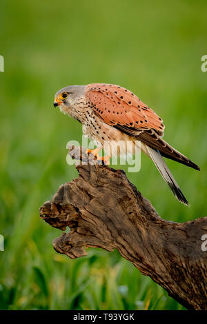 Schöne Profil eines Kestrel in der Natur mit einem natürlichen Hintergrund Stockfoto