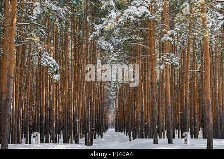 Gasse im Winter Forest. Hohe schneebedeckte Kiefern in sonniges Wetter. Wunderbarer Ort zum Entspannen und Wochenende. Wintermärchen Stockfoto