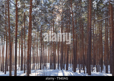 Schönen winter Wald mit Skigebiet. Hohe schneebedeckte Kiefern in sonniges Wetter. Wunderbarer Ort zum Entspannen und Wochenende. Wintermärchen Stockfoto