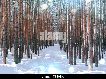 Gasse im Winter Forest. Hohe schneebedeckte Kiefern in sonniges Wetter. Wunderbarer Ort zum Entspannen und Wochenende. Wintermärchen Stockfoto