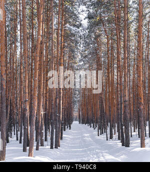 Gasse im Winter Forest. Hohe schneebedeckte Kiefern in sonniges Wetter. Wunderbarer Ort zum Entspannen und Wochenende. Wintermärchen Stockfoto