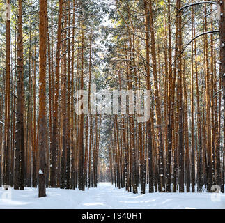 Gasse im Winter Forest. Hohe schneebedeckte Kiefern in sonniges Wetter. Wunderbarer Ort zum Entspannen und Wochenende. Wintermärchen Stockfoto