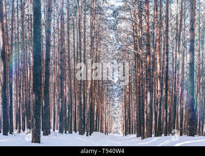 Schönen winter Wald mit Skigebiet. Hohe schneebedeckte Kiefern in sonniges Wetter. Wunderbarer Ort zum Entspannen und Wochenende. Wintermärchen Stockfoto