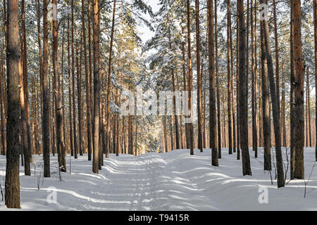 Schönen winter Wald mit Skigebiet. Hohe schneebedeckte Kiefern in sonniges Wetter. Wunderbarer Ort zum Entspannen und Wochenende. Wintermärchen Stockfoto