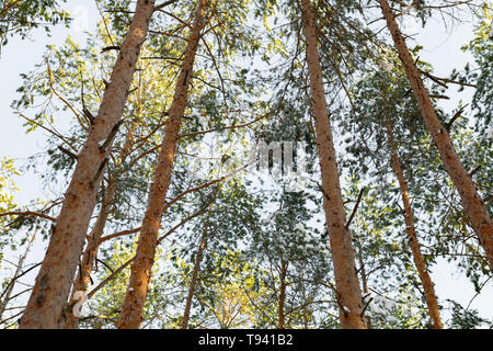 Suchen Sie den Pinienwald mit Sonnenschein. Frische Luft und eine schöne Natur im wilden Wald. Wunderbarer Ort zum Entspannen und Wochenende. Wintermärchen Stockfoto