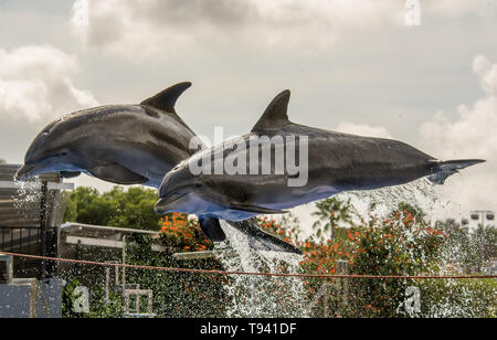 Zwei Delphine springen aus dem Wasser während einer Delphin Show Stockfoto