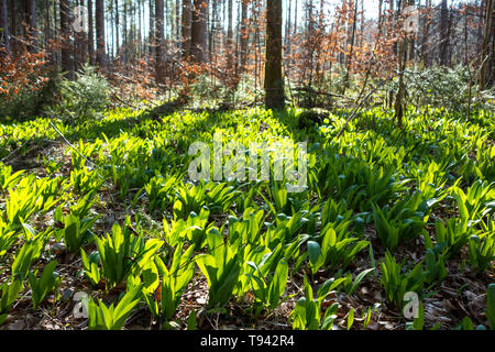 Bärlauch - Pflanzen im Wald Stockfoto