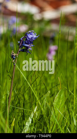 Eine Nahaufnahme der bodennahen enge Tiefenschärfe Bild eines isolierten gemeinsame Bluebell im hohen Gras auf einem hellen, sonnigen Tag mit dem Hintergrund Unschärfe Stockfoto
