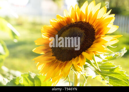 Sonnenlicht durch eine Sonnenblume im heimischen Garten. Stockfoto