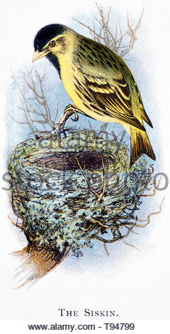 Common Siskin (Carduelis spinus) am Nest, vintage Abbildung im Jahr 1898 veröffentlicht. Stockfoto