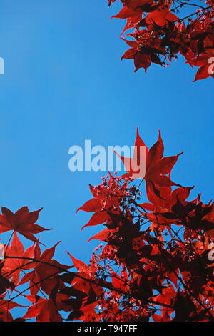 Helle rote Blätter der japanischen Ahorn Baum im Frühling Stockfoto