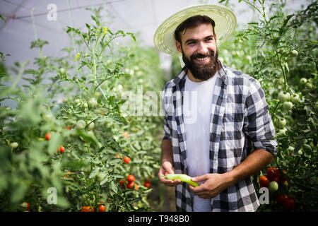 Kaukasische Landwirt Kommissionierung Paprika aus seinem Gewächshaus Garten Stockfoto