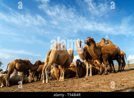 Eine Gruppe von Kamelen ruht im Grasland Stockfoto