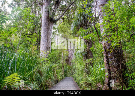 Kauri Tree Forest in Neuseeland Stockfoto