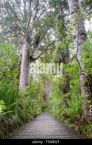 Kauri Tree Forest in Neuseeland Stockfoto