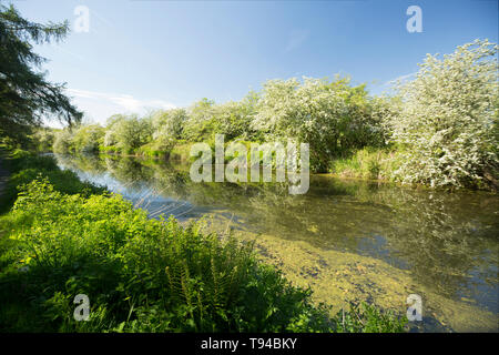 Ein Blick auf den stillgelegten Abschnitt der Lancaster Canal in der Nähe des Dorfes Crooklands in Cumbria mit blühenden Weißdorn Bäume, Rosa Moschata, auf seiner Stockfoto