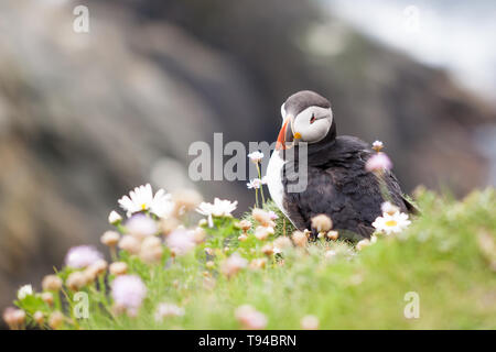 Puffin Vogel fotografiert in Sumburgh Head in der Shetlandinseln, nördlich von Schottland, Großbritannien. Stockfoto