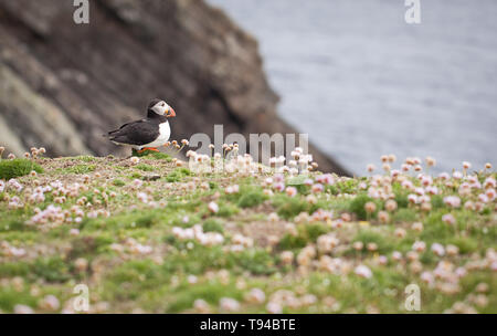 Die liebenswerten Papageitaucher Vögel fotografiert in Sumburgh Head in der Shetlandinseln, nördlich von Schottland, Großbritannien. Stockfoto