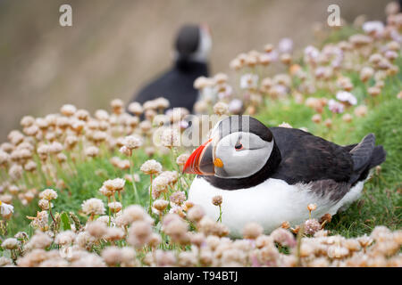 Die liebenswerten Papageitaucher Vögel fotografiert in Sumburgh Head in der Shetlandinseln, nördlich von Schottland, Großbritannien. Stockfoto