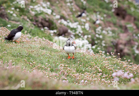 Die liebenswerten Papageitaucher Vögel fotografiert in Sumburgh Head in der Shetlandinseln, nördlich von Schottland, Großbritannien. Stockfoto