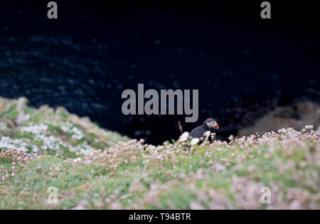 Die liebenswerten Papageitaucher Vögel fotografiert in Sumburgh Head in der Shetlandinseln, nördlich von Schottland, Großbritannien. Stockfoto