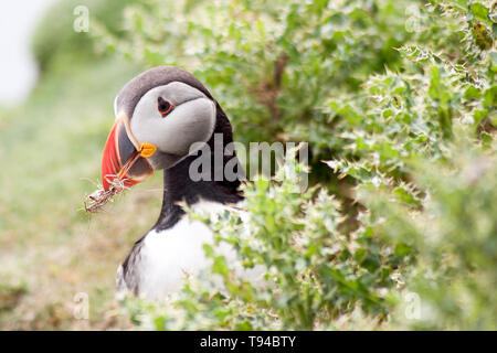 Die liebenswerten Papageitaucher Vögel fotografiert in Sumburgh Head in der Shetlandinseln, nördlich von Schottland, Großbritannien. Stockfoto